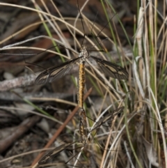 Ptilogyna sp. (genus) at Crace, ACT - 21 Mar 2018