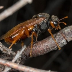 Pergidae sp. (family) (Unidentified Sawfly) at Gungahlin, ACT - 21 Mar 2018 by DerekC