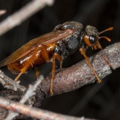 Pergidae sp. (family) (Unidentified Sawfly) at Gungahlin, ACT - 21 Mar 2018 by DerekC