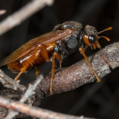 Pergidae sp. (family) (Unidentified Sawfly) at Gungaderra Grasslands - 21 Mar 2018 by DerekC