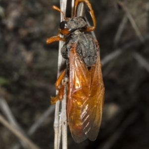 Pergidae sp. (family) at Gungahlin, ACT - 21 Mar 2018 02:33 PM