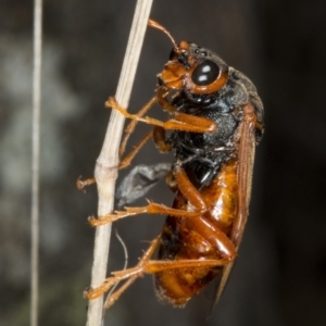 Pergidae sp. (family) at Gungahlin, ACT - 21 Mar 2018 02:33 PM