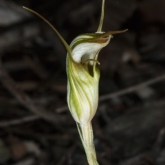 Diplodium ampliatum (Large Autumn Greenhood) at Gungahlin, ACT - 21 Mar 2018 by DerekC