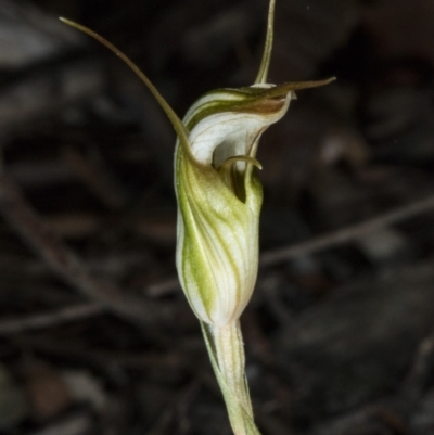 Diplodium ampliatum (Large Autumn Greenhood) at Gungahlin, ACT - 21 Mar 2018 by DerekC