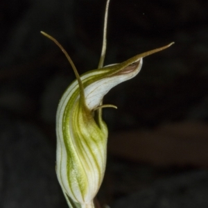 Diplodium ampliatum at Gungahlin, ACT - suppressed