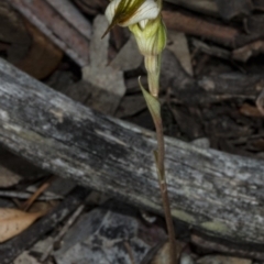 Diplodium ampliatum at Gungahlin, ACT - suppressed