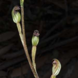 Speculantha rubescens at Crace, ACT - suppressed