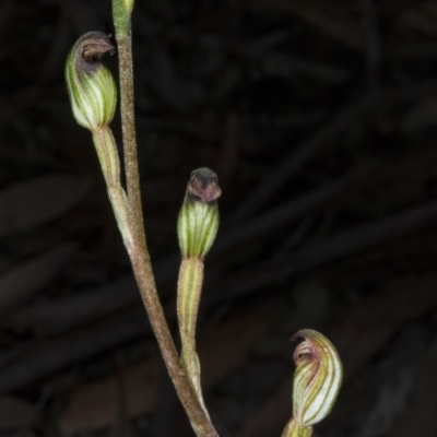 Speculantha rubescens (Blushing Tiny Greenhood) at Gungaderra Grasslands - 21 Mar 2018 by DerekC
