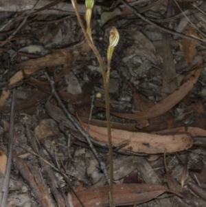 Speculantha rubescens at Crace, ACT - suppressed