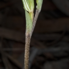 Speculantha rubescens at Crace, ACT - 21 Mar 2018