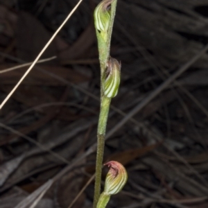 Speculantha rubescens at Crace, ACT - suppressed