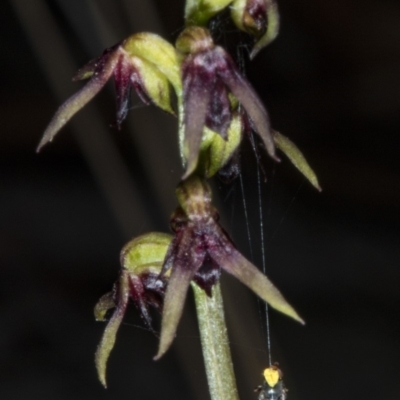 Corunastylis clivicola (Rufous midge orchid) at Crace, ACT - 21 Mar 2018 by DerekC