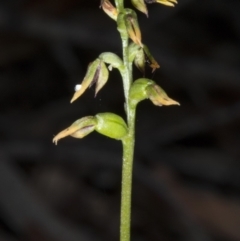 Corunastylis clivicola at Crace, ACT - 21 Mar 2018