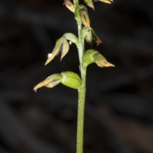 Corunastylis clivicola at Crace, ACT - 21 Mar 2018