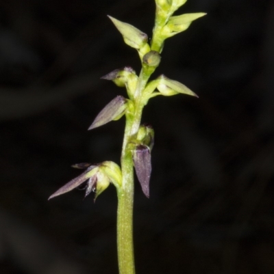Corunastylis clivicola (Rufous midge orchid) at Crace, ACT - 21 Mar 2018 by DerekC