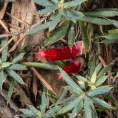 Styphelia humifusum (Cranberry Heath) at Crace, ACT - 21 Mar 2018 by DerekC