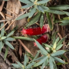 Astroloma humifusum (Cranberry Heath) at Crace, ACT - 21 Mar 2018 by DerekC