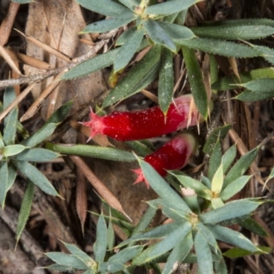 Astroloma humifusum (Cranberry Heath) at Gungaderra Grasslands - 21 Mar 2018 by DerekC