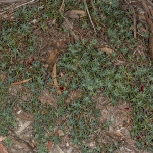 Styphelia humifusum at Crace, ACT - 21 Mar 2018 04:42 PM