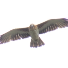 Hieraaetus morphnoides (Little Eagle) at ANBG - 20 Mar 2018 by KumikoCallaway