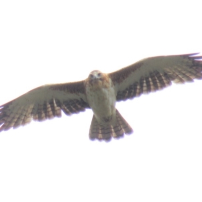 Hieraaetus morphnoides (Little Eagle) at Acton, ACT - 20 Mar 2018 by KumikoCallaway