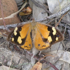 Heteronympha merope at Kambah, ACT - 21 Mar 2018