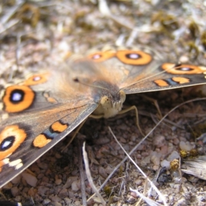 Junonia villida at Kambah, ACT - 21 Mar 2018