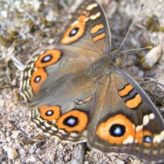 Junonia villida at Kambah, ACT - 21 Mar 2018 03:50 PM