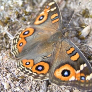 Junonia villida at Kambah, ACT - 21 Mar 2018 03:50 PM