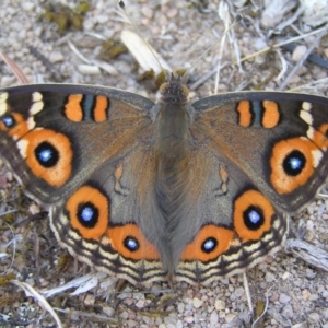 Junonia villida at Kambah, ACT - 21 Mar 2018