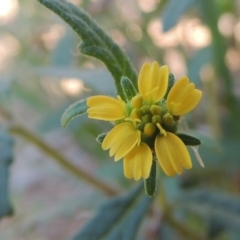 Sigesbeckia australiensis (Cobber Weed) at Tennent, ACT - 8 Mar 2018 by michaelb