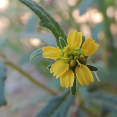 Sigesbeckia australiensis (Cobber Weed) at Gigerline Nature Reserve - 8 Mar 2018 by michaelb