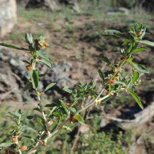 Atriplex semibaccata at Tennent, ACT - 8 Mar 2018