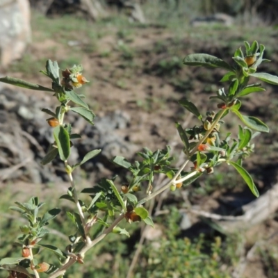 Atriplex semibaccata (Creeping Saltbush) at Tennent, ACT - 8 Mar 2018 by MichaelBedingfield