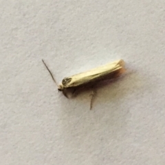 Unverified Moth (Lepidoptera) - 19 Mar 2018 by ruthkerruish