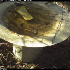 Eopsaltria australis (Eastern Yellow Robin) at Pambula, NSW - 18 Mar 2018 by pambulapublicschool