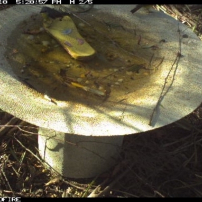 Eopsaltria australis (Eastern Yellow Robin) at - 18 Mar 2018 by pambulapublicschool