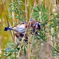 Carduelis carduelis (European Goldfinch) at Fyshwick, ACT - 22 Mar 2018 by RodDeb