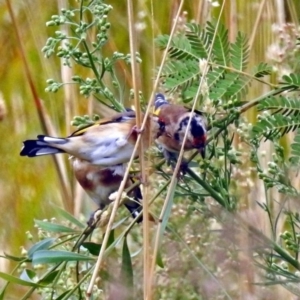 Carduelis carduelis at Fyshwick, ACT - 22 Mar 2018