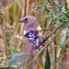 Carduelis carduelis at Fyshwick, ACT - 22 Mar 2018