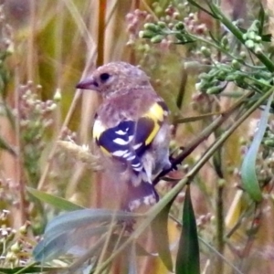 Carduelis carduelis at Fyshwick, ACT - 22 Mar 2018