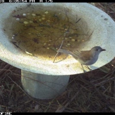 Colluricincla harmonica (Grey Shrikethrush) at Pambula, NSW - 19 Mar 2018 by pambulapublicschool