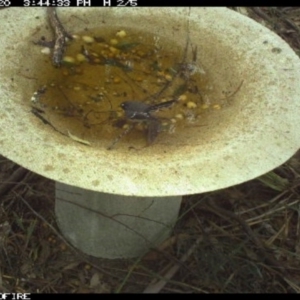 Rhipidura albiscapa at Pambula Public School - 20 Mar 2018 03:44 PM