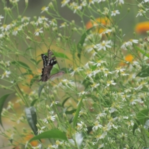 Graphium macleayanum at Acton, ACT - 21 Mar 2018