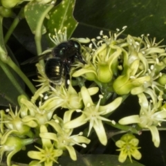 Xylocopa (Lestis) aerata (Golden-Green Carpenter Bee) at ANBG - 22 Mar 2018 by DerekC