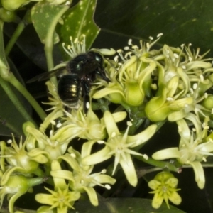 Xylocopa (Lestis) aerata at Acton, ACT - 22 Mar 2018