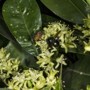 Xylocopa (Lestis) aerata at Acton, ACT - 22 Mar 2018