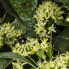 Xylocopa (Lestis) aerata at Acton, ACT - 22 Mar 2018