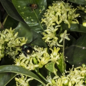 Xylocopa (Lestis) aerata at Acton, ACT - 22 Mar 2018