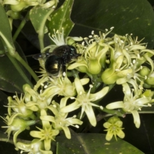 Xylocopa (Lestis) aerata at Acton, ACT - 22 Mar 2018